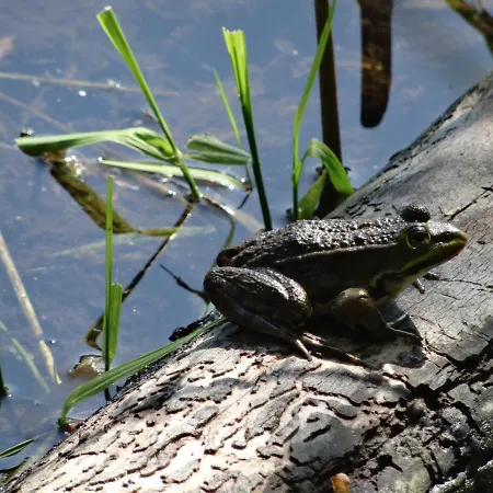 Du Heron * La Wantzenau